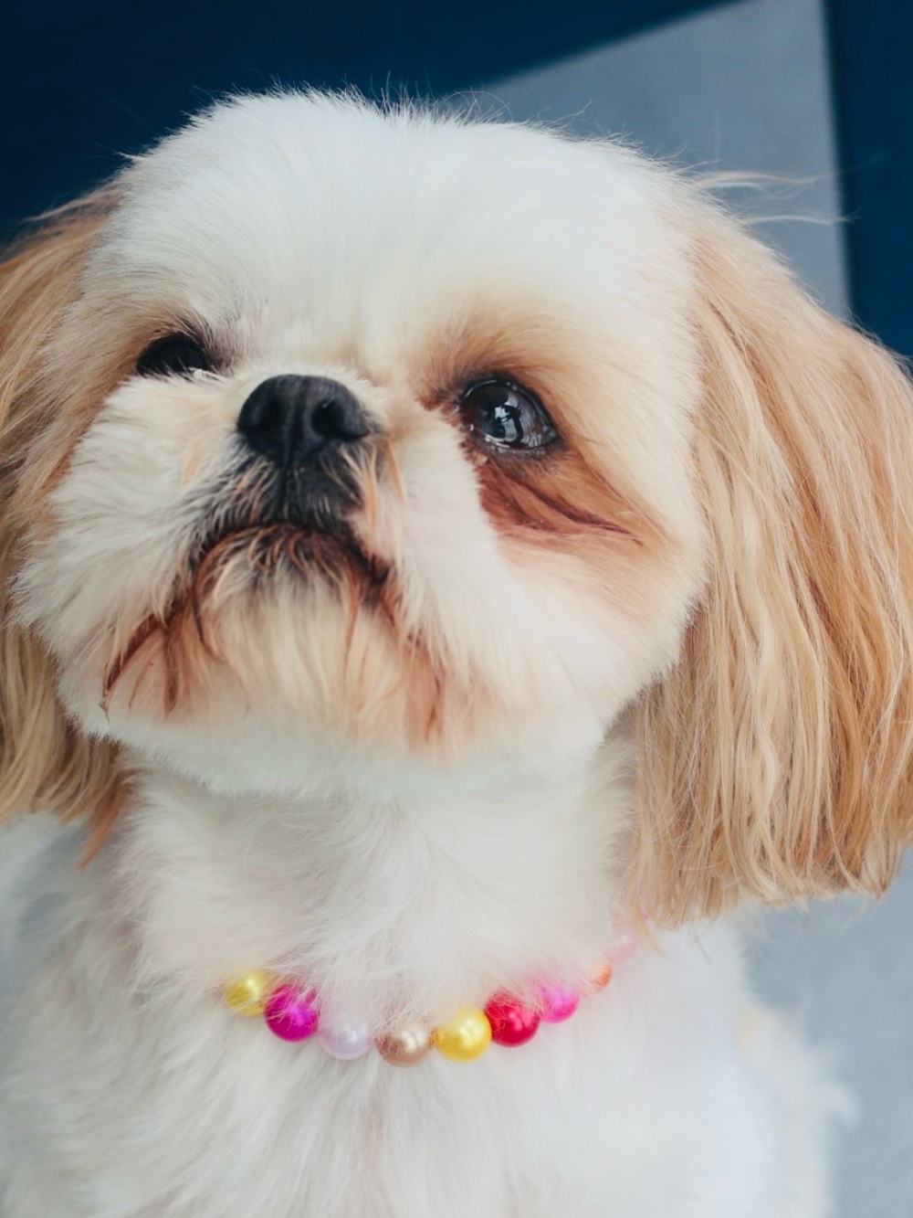 Adorable Pearl Small Dog Collar🐶